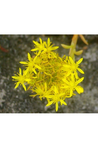 Очиток гірський Ангеліна жовті зірчасті квіти